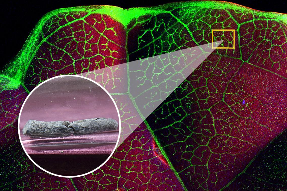 An x-ray image of a kale leaf and an inset image showing accumulation of a toix metal known as thallium in crystallised form.